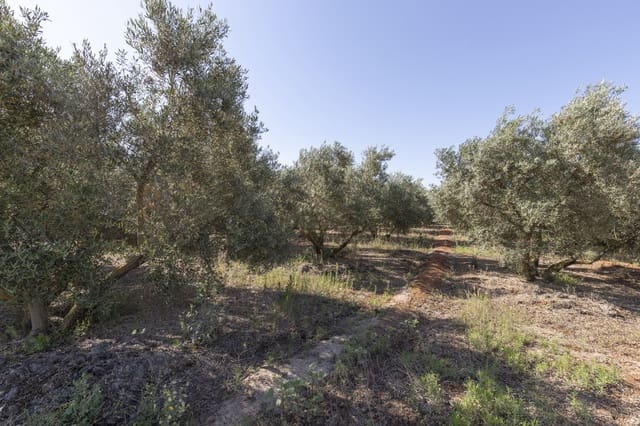 Grond te koop in Cozvijar, Villamena - € 16.000 (Ref: 8706086)