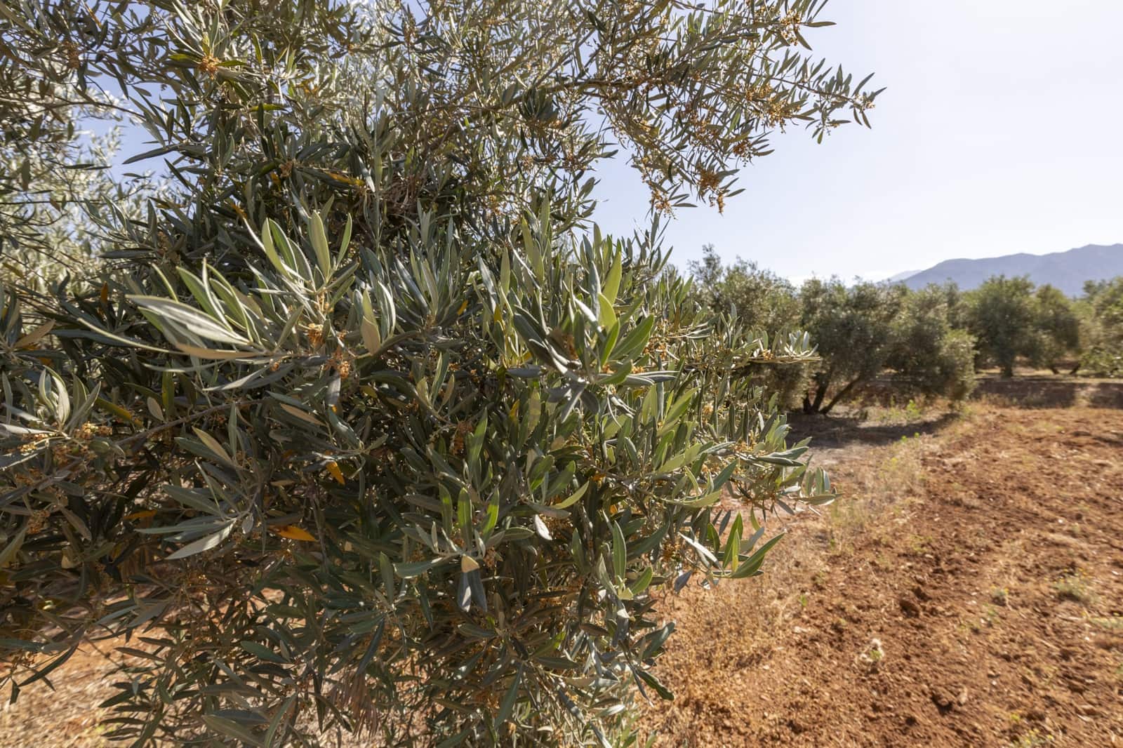 Grond te koop in Cozvijar - € 16.000 (Ref: 8706086)