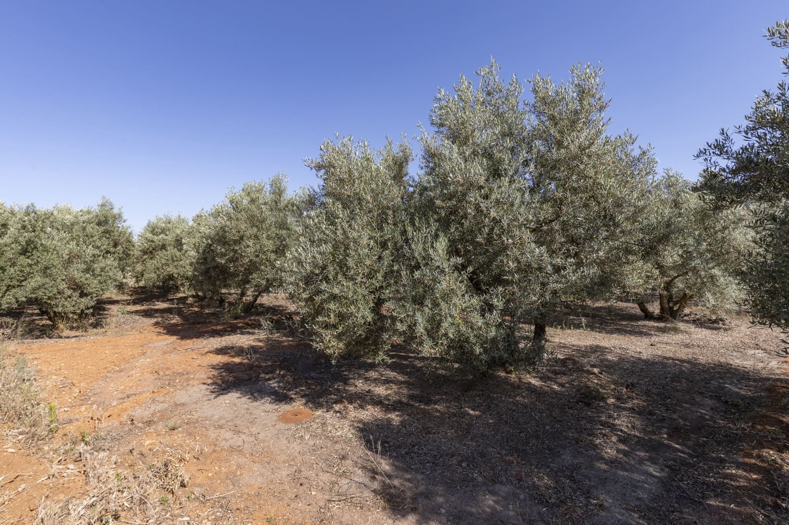 Grond te koop in Cozvijar - € 16.000 (Ref: 8706086)