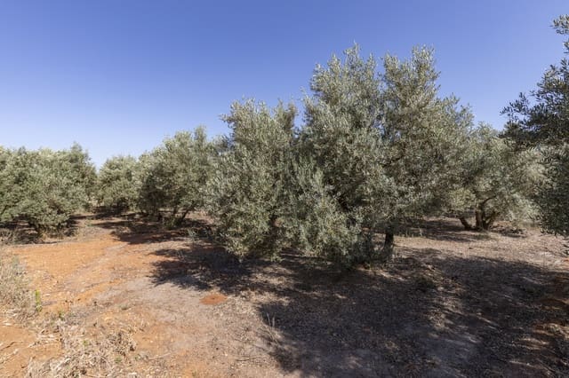 Grond te koop in Cozvijar, Villamena - € 16.000 (Ref: 8706086)