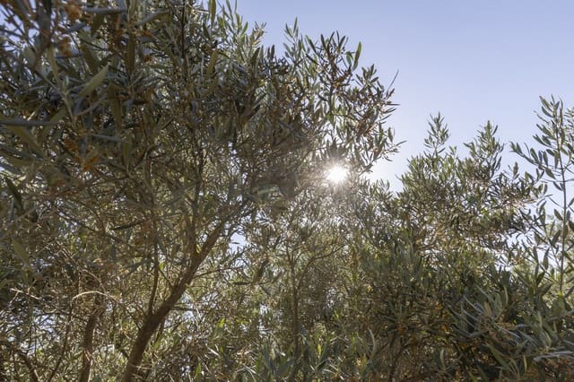 Grond te koop in Cozvijar, Villamena - € 16.000 (Ref: 8706086)