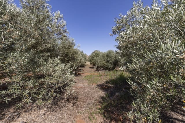 Grond te koop in Cozvijar, Villamena - € 16.000 (Ref: 8706086)