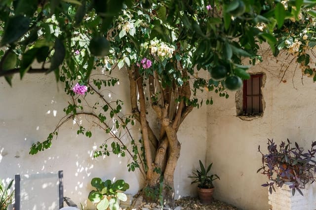 1 bedroom Apartment for rent in Granada city - € 450 (Ref: 8888429)