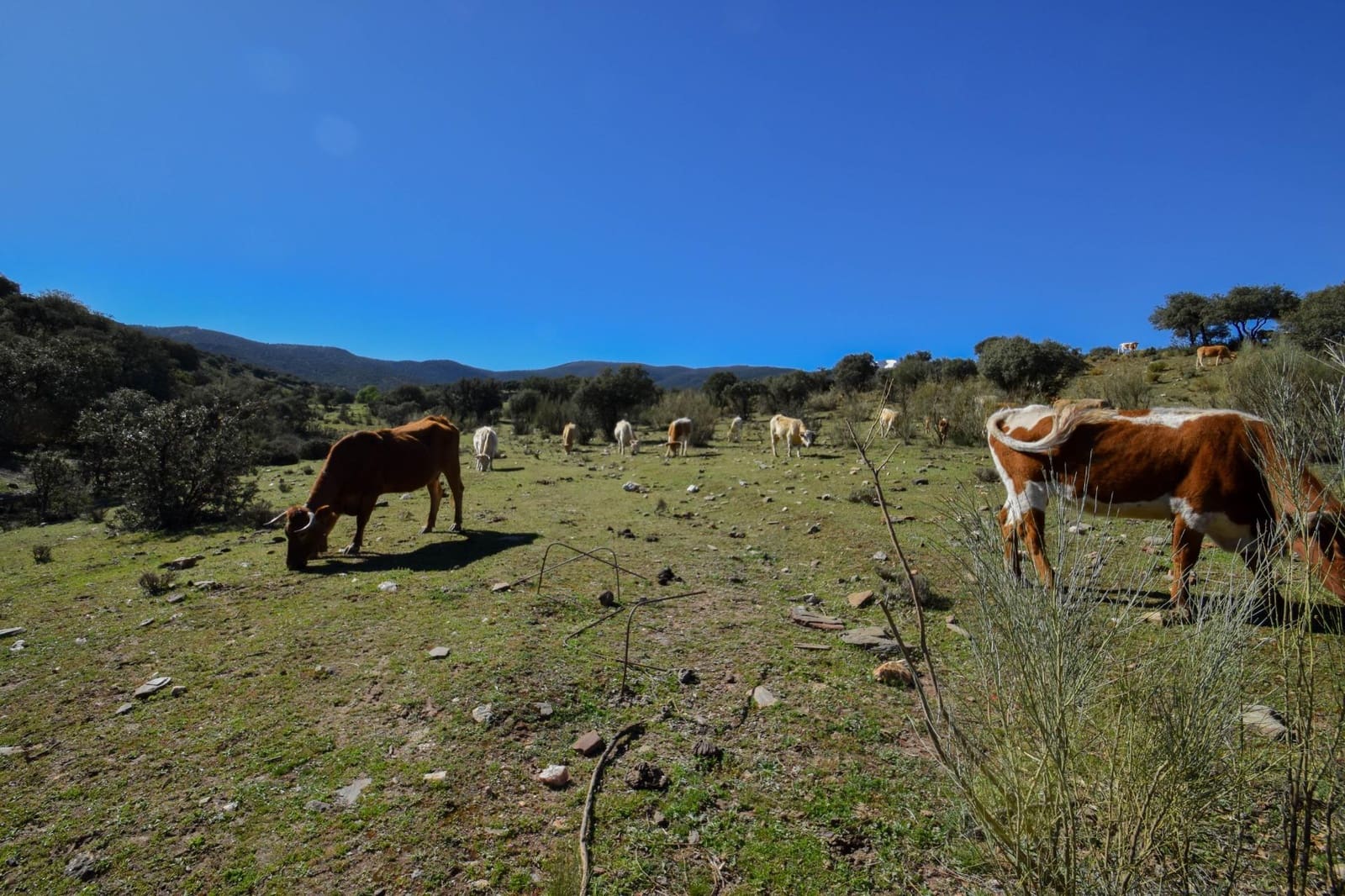 Grunde uden byggetilladelser til salg i Lugros - € 110.000 (Ref: 9020776)