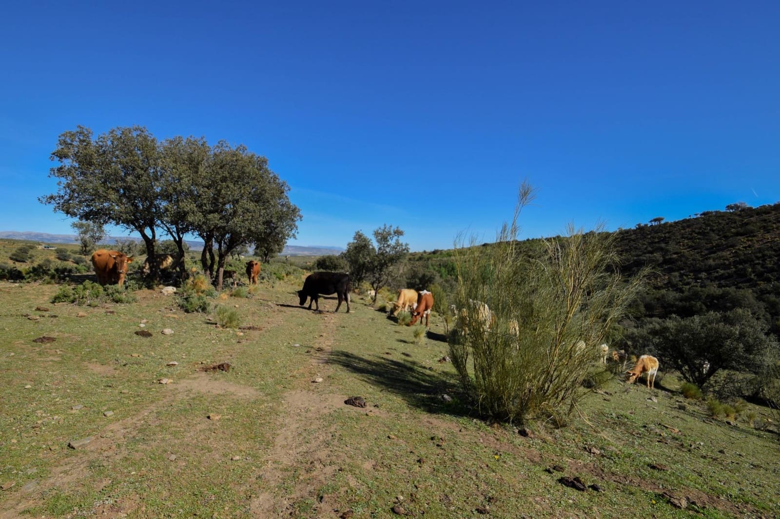 Grunde uden byggetilladelser til salg i Lugros - € 110.000 (Ref: 9020776)