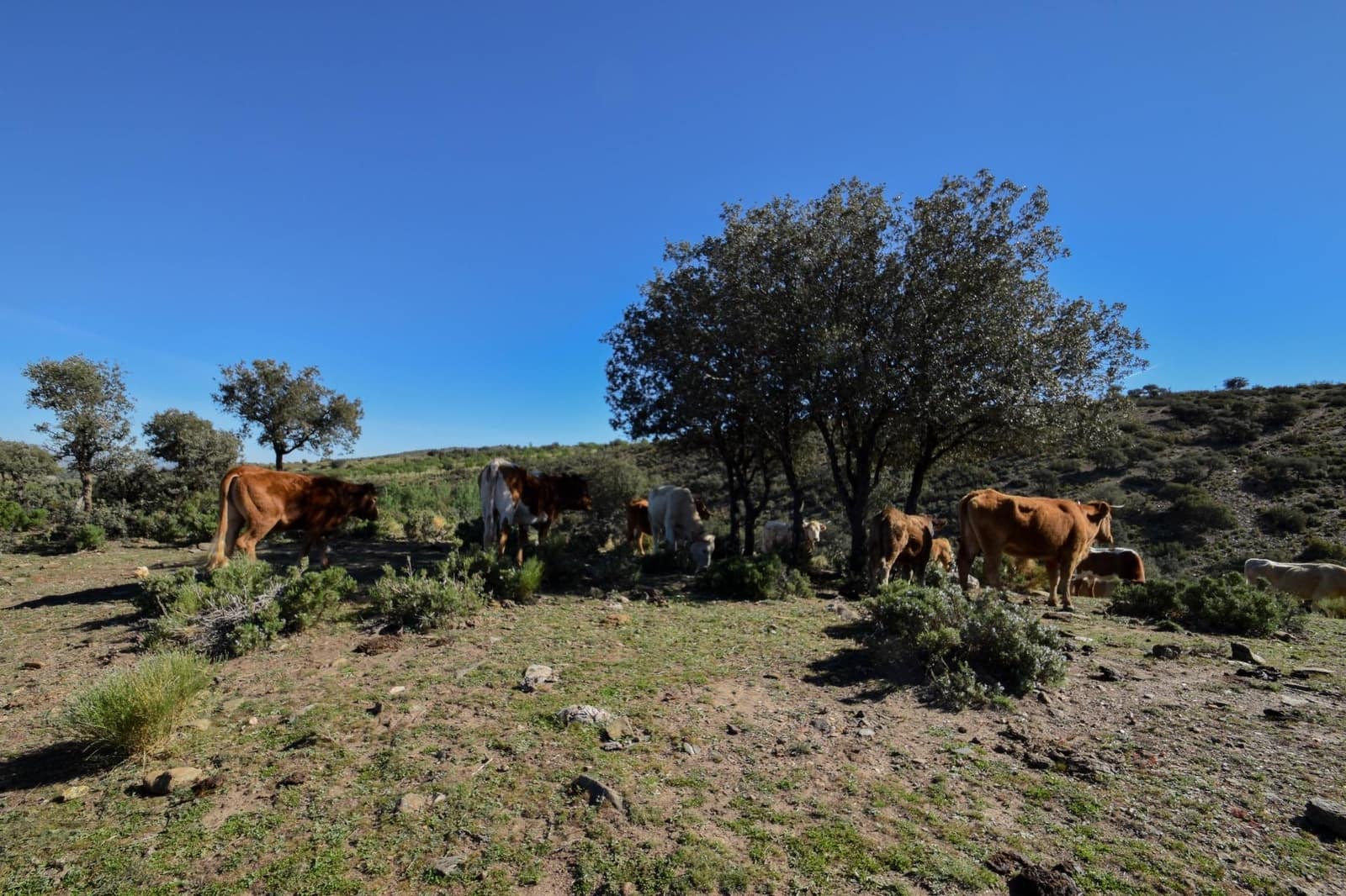 Grunde uden byggetilladelser til salg i Lugros - € 110.000 (Ref: 9020776)