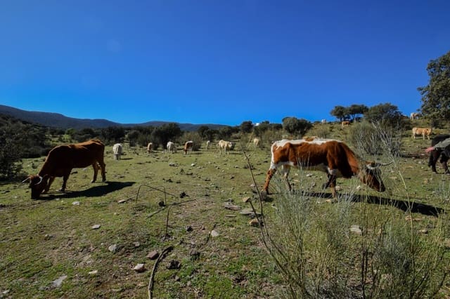 Undeveloped Land for sale in Lugros - € 110,000 (Ref: 9020776)