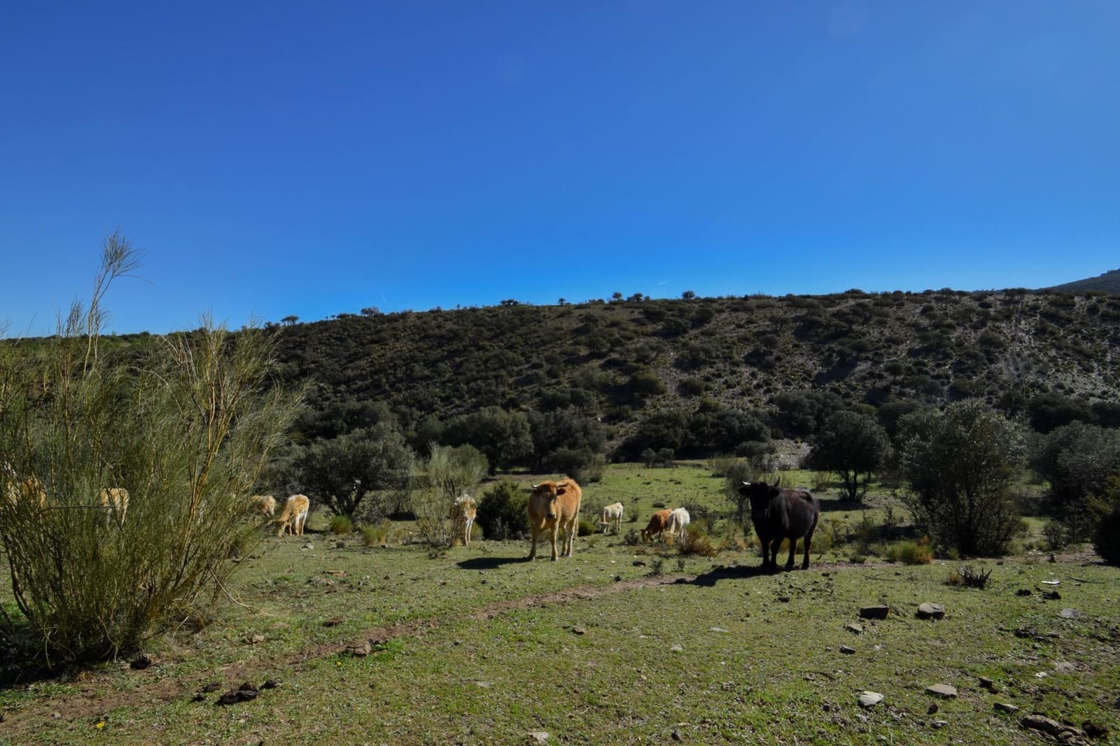 Grunde uden byggetilladelser til salg i Lugros - € 110.000 (Ref: 9020776)