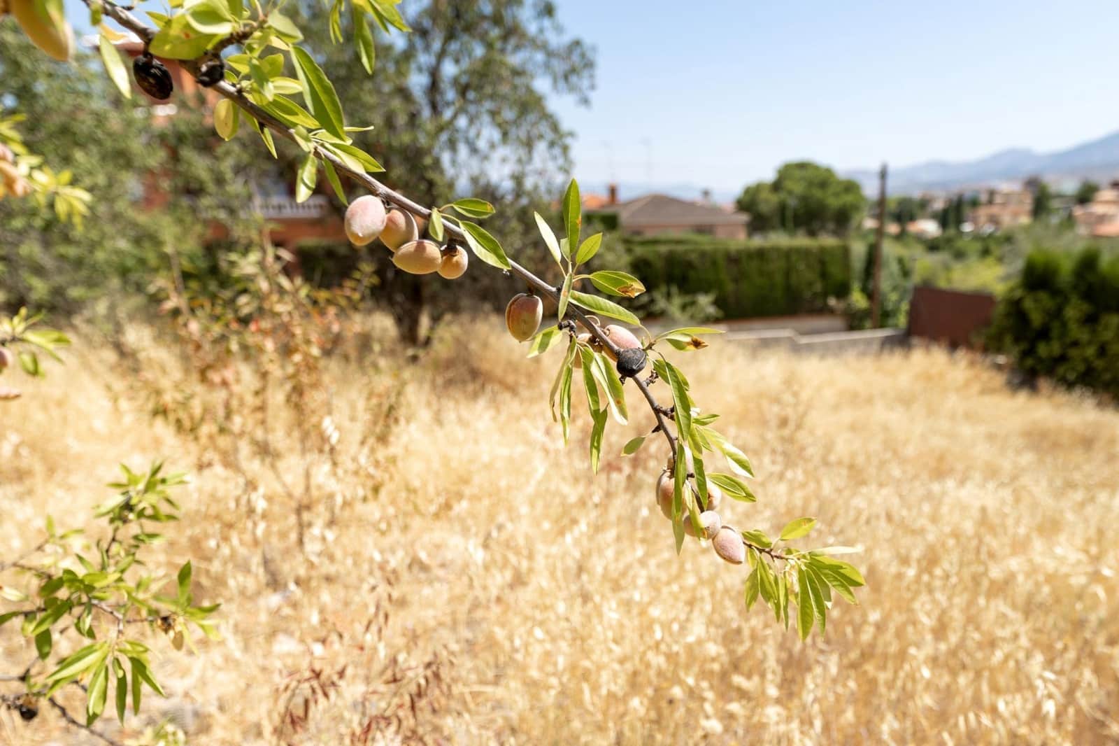 Byggegrund til salg i Otura - € 83.900 (Ref: 9162432)