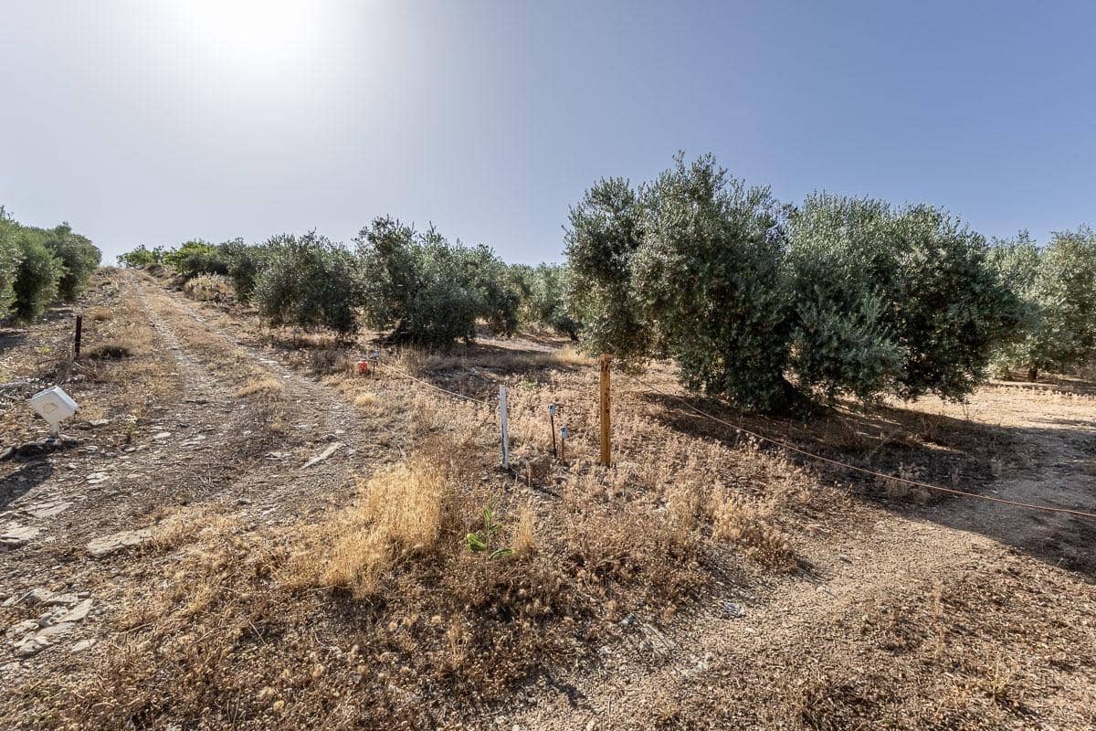 Grunde uden byggetilladelser til salg i Montefrio - € 240.000 (Ref: 9176593)