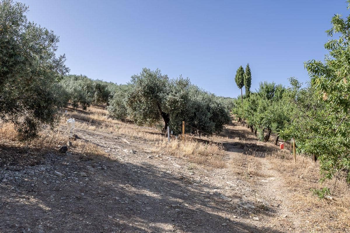 Grunde uden byggetilladelser til salg i Montefrio - € 240.000 (Ref: 9176593)