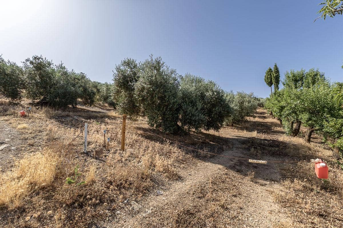 Grunde uden byggetilladelser til salg i Montefrio - € 240.000 (Ref: 9176593)