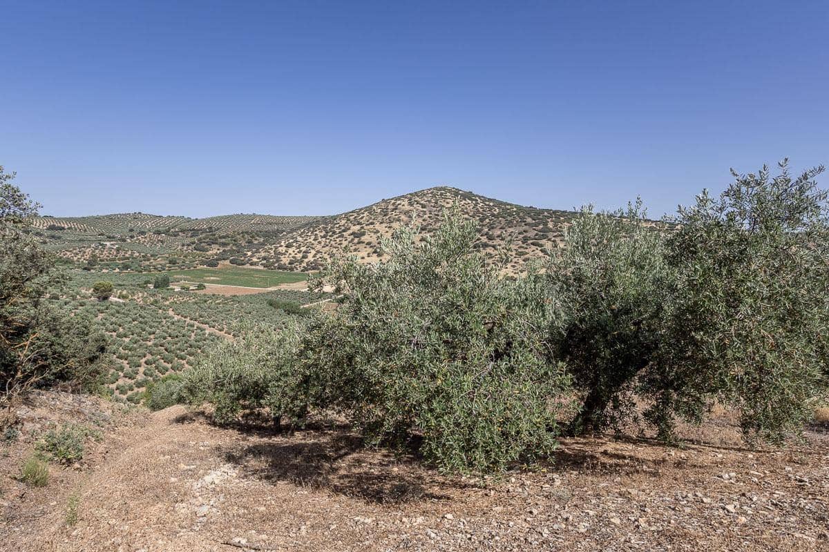 Grunde uden byggetilladelser til salg i Montefrio - € 240.000 (Ref: 9176593)