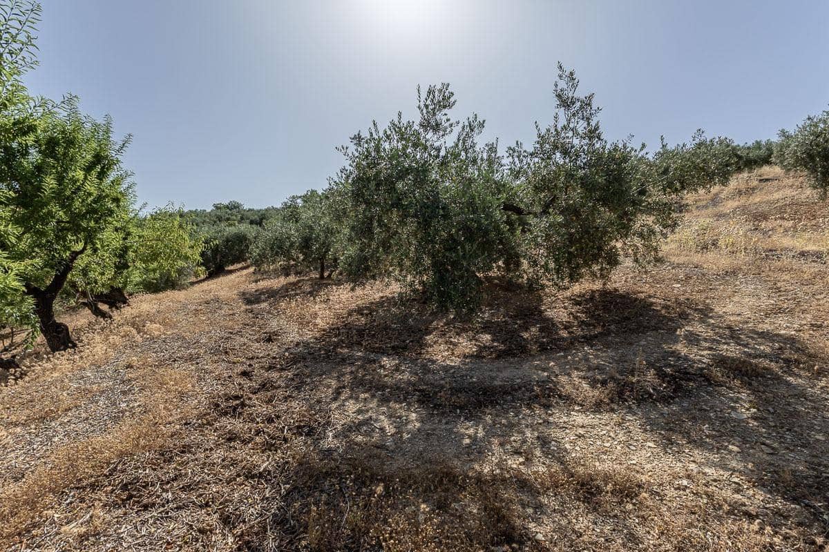 Grunde uden byggetilladelser til salg i Montefrio - € 240.000 (Ref: 9176593)