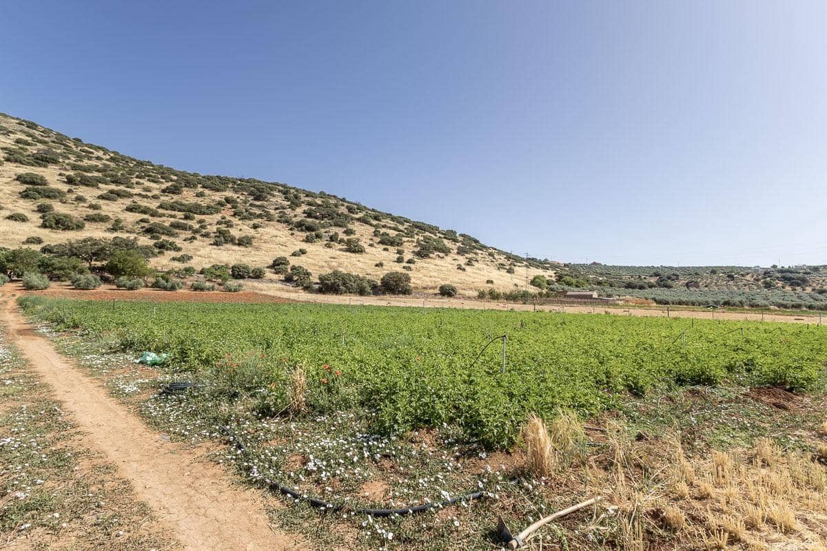 Grunde uden byggetilladelser til salg i Montefrio - € 240.000 (Ref: 9176593)