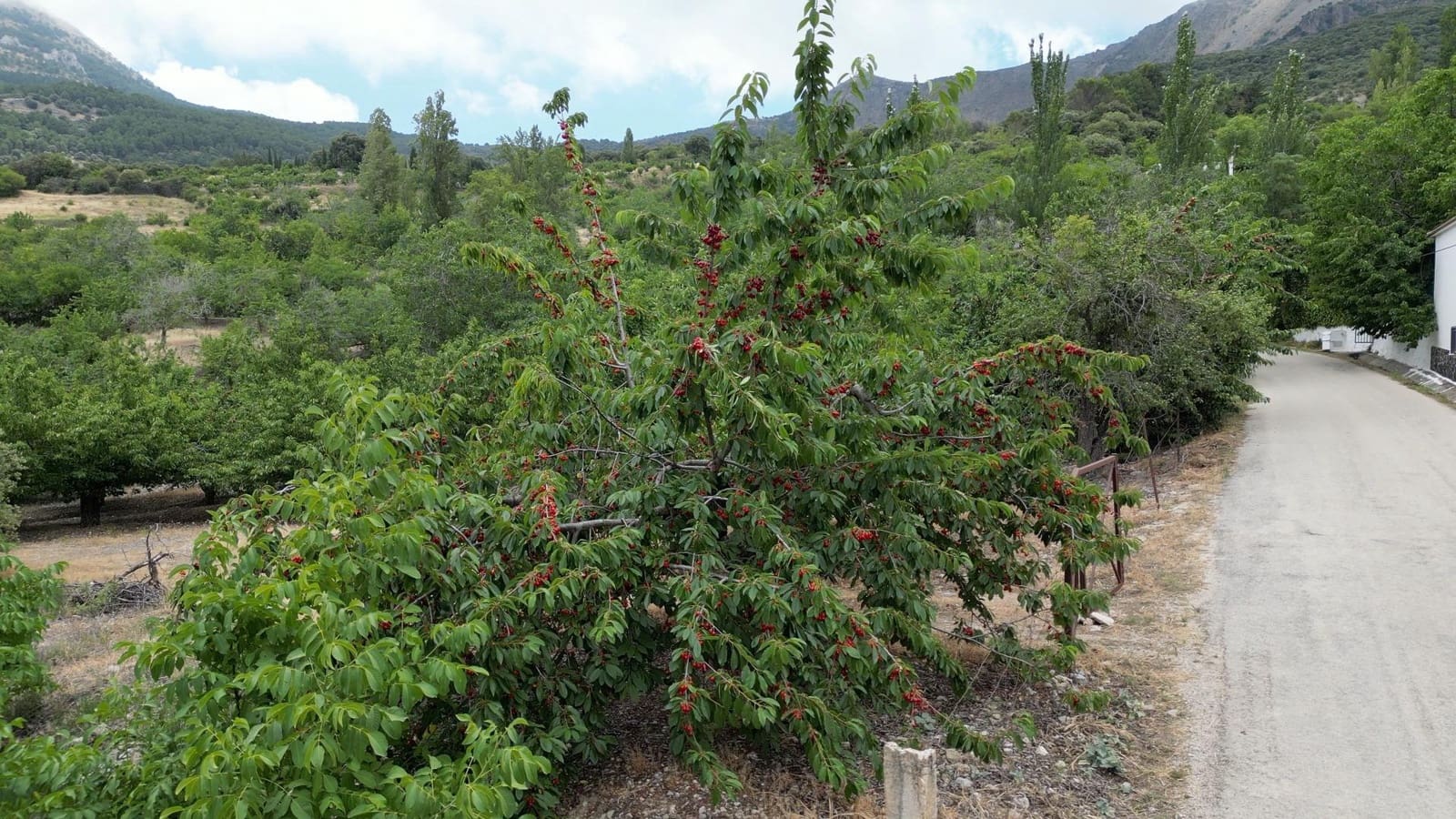 3 camera da letto Finca/Casa di Campagna in vendita in Almaden con piscina - 370.000 € (Rif: 9183833)