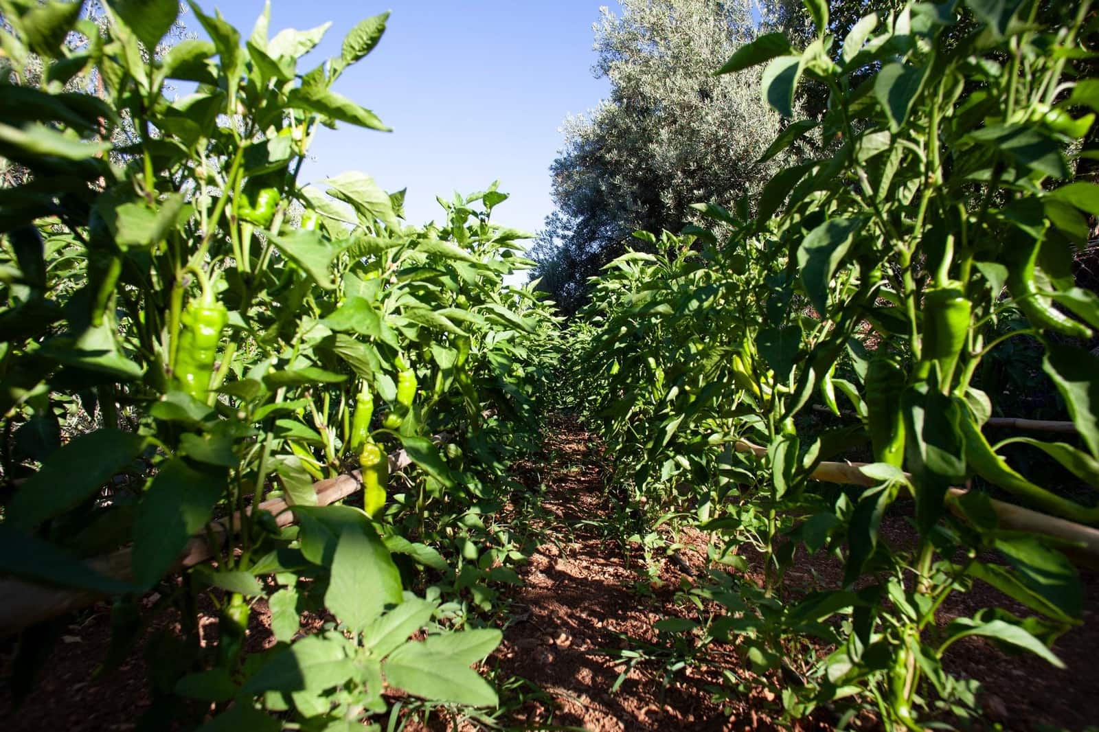 8 soveværelse Finca/Landehus til salg i Beas de Segura - € 345.000 (Ref: 9200690)