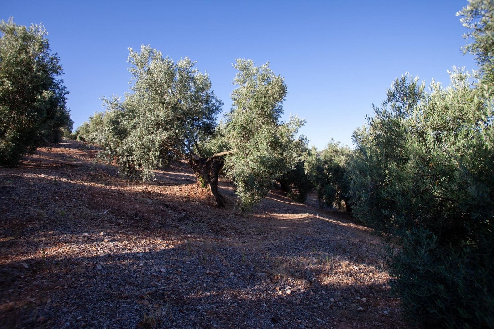 8 soveværelse Finca/Landehus til salg i Beas de Segura - € 345.000 (Ref: 9200690)