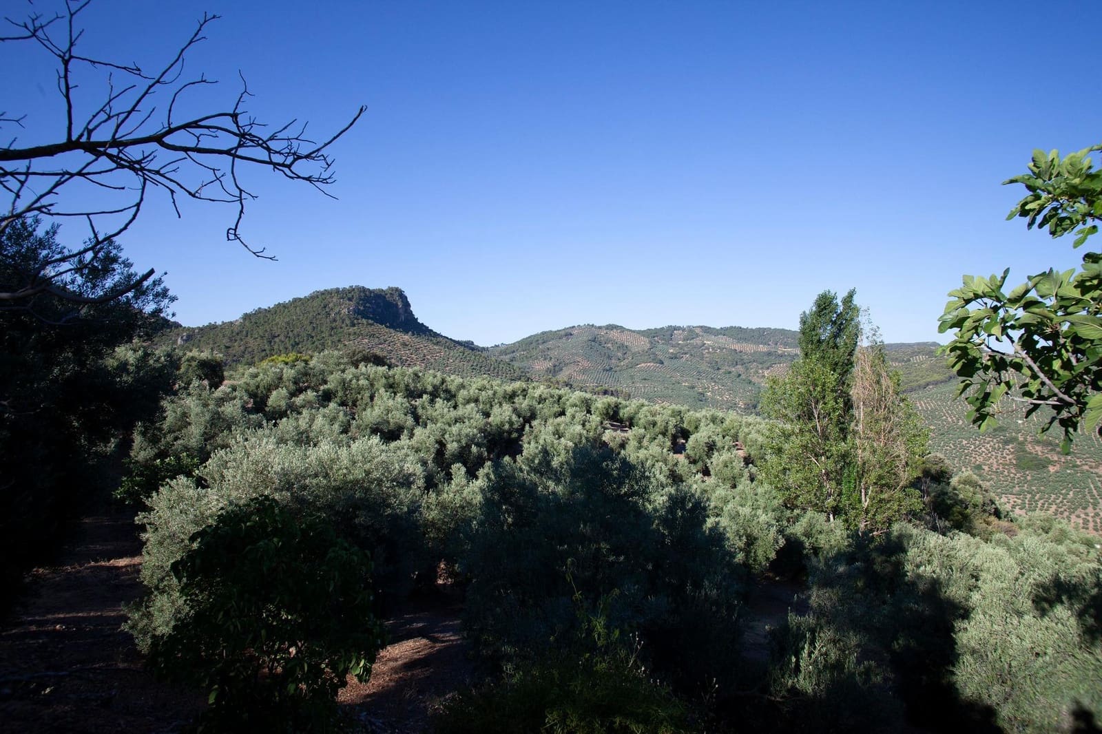 8 soveværelse Finca/Landehus til salg i Beas de Segura - € 345.000 (Ref: 9200690)