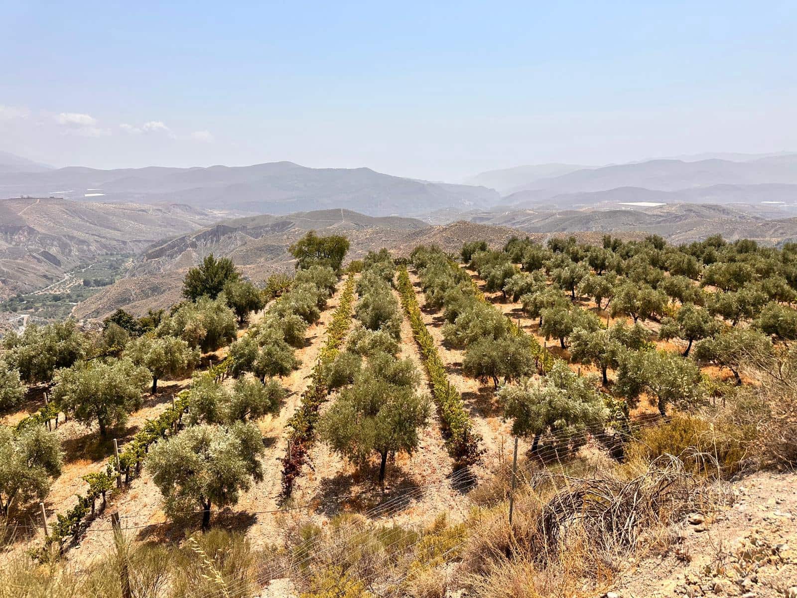 6 soveværelse Virksomhed til salg i Granada by - € 1.550.000 (Ref: 9220182)