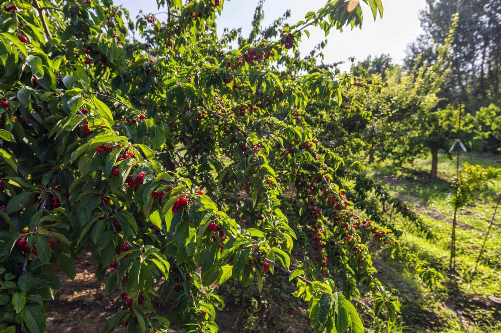 Grunde uden byggetilladelser til salg i Pinos Genil - € 138.000 (Ref: 9240286)