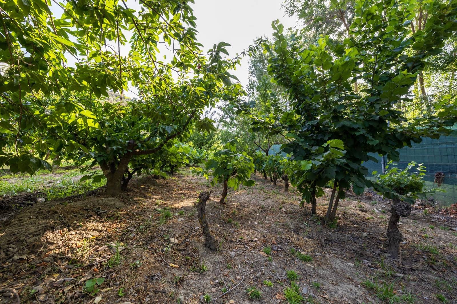 Grunde uden byggetilladelser til salg i Pinos Genil - € 138.000 (Ref: 9240286)