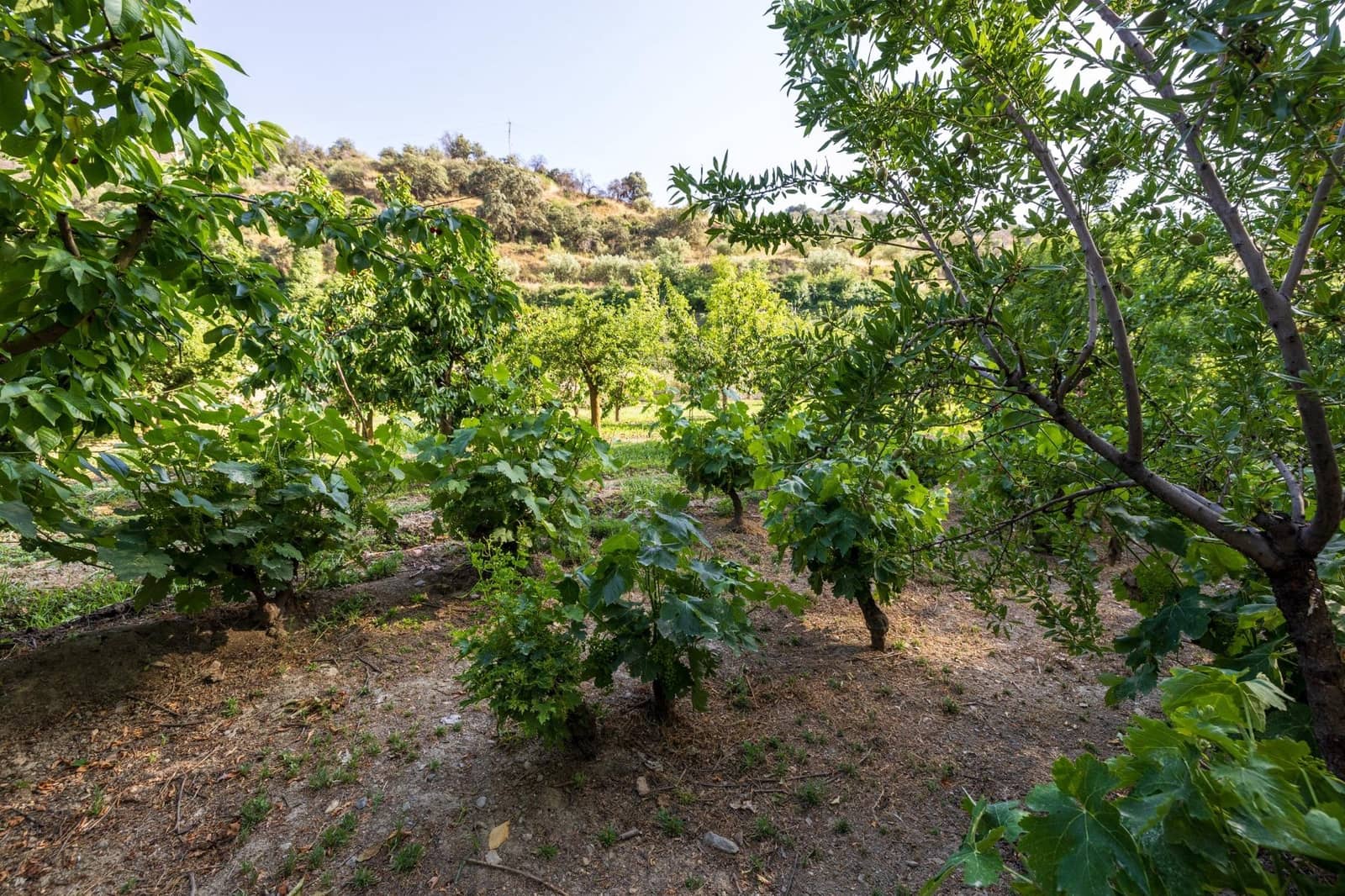 Grunde uden byggetilladelser til salg i Pinos Genil - € 138.000 (Ref: 9240286)