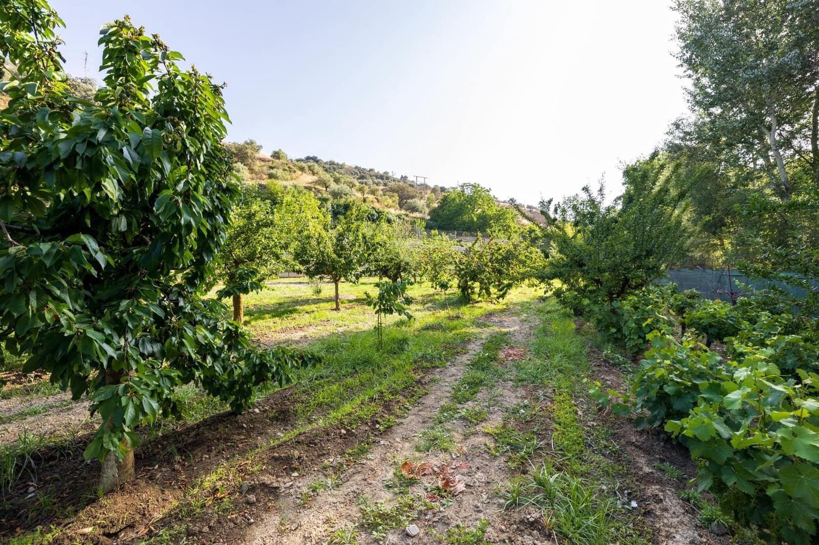 Grunde uden byggetilladelser til salg i Pinos Genil - € 138.000 (Ref: 9240286)