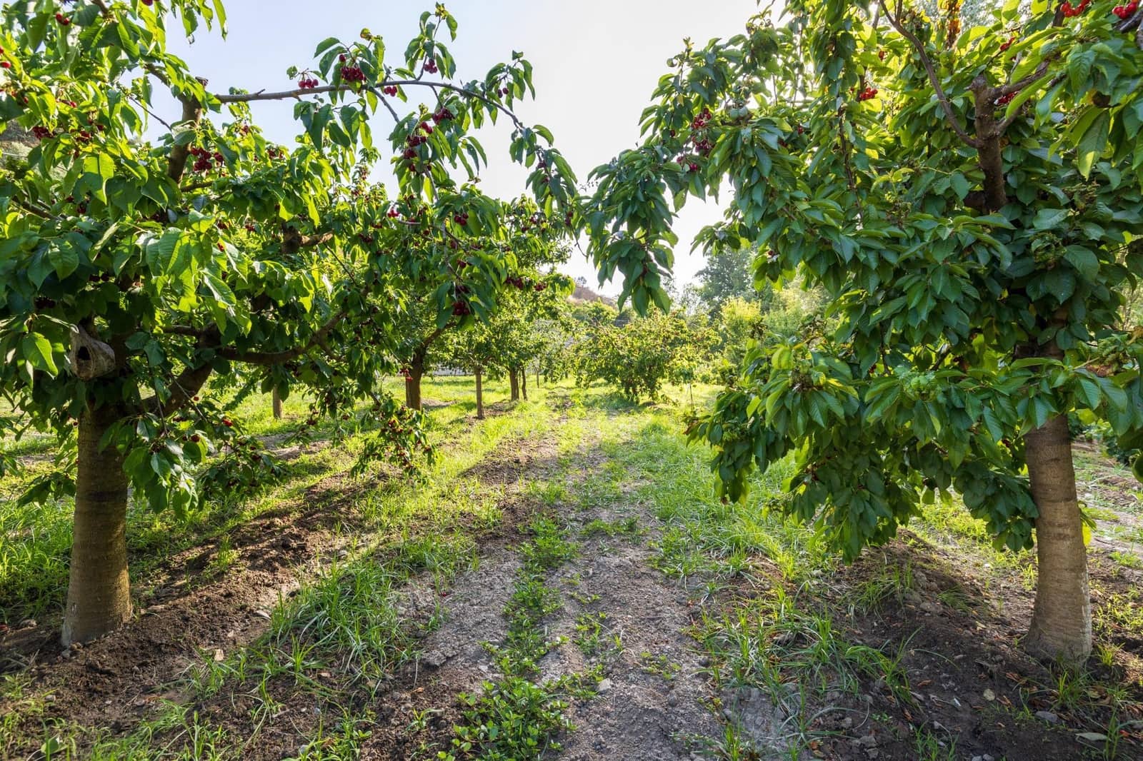 Grunde uden byggetilladelser til salg i Pinos Genil - € 138.000 (Ref: 9240286)