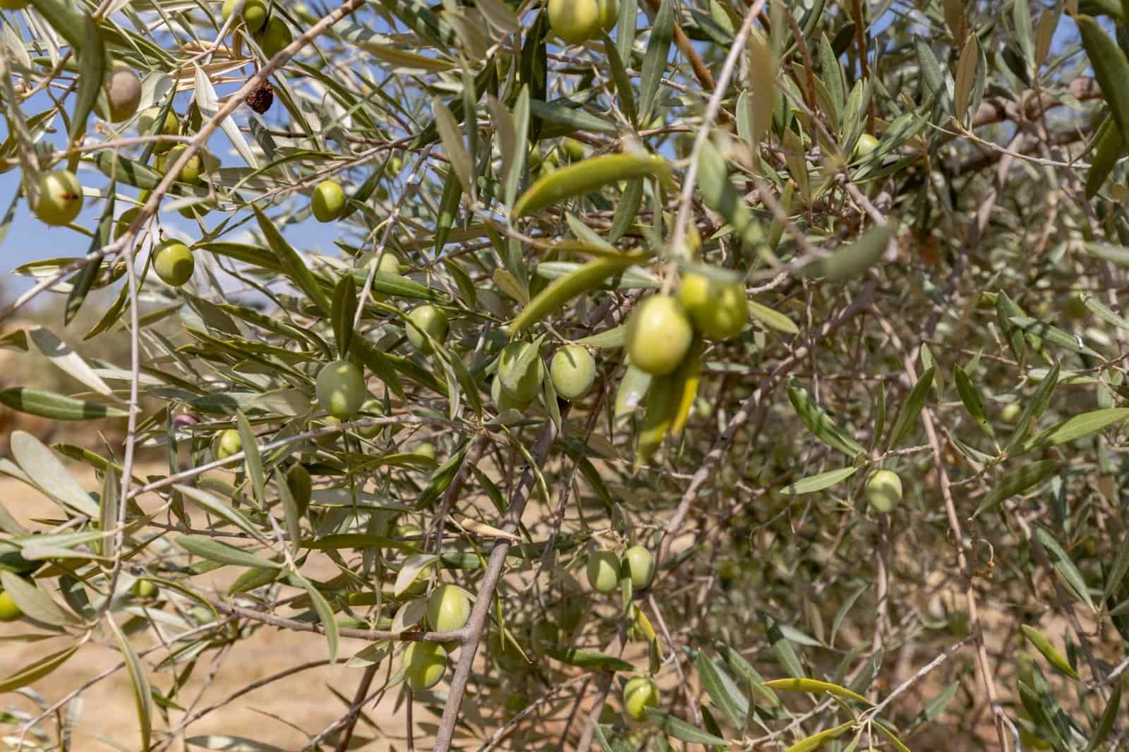 1 soveværelse Finca/Landehus til salg i Peligros - € 190.000 (Ref: 9321803)