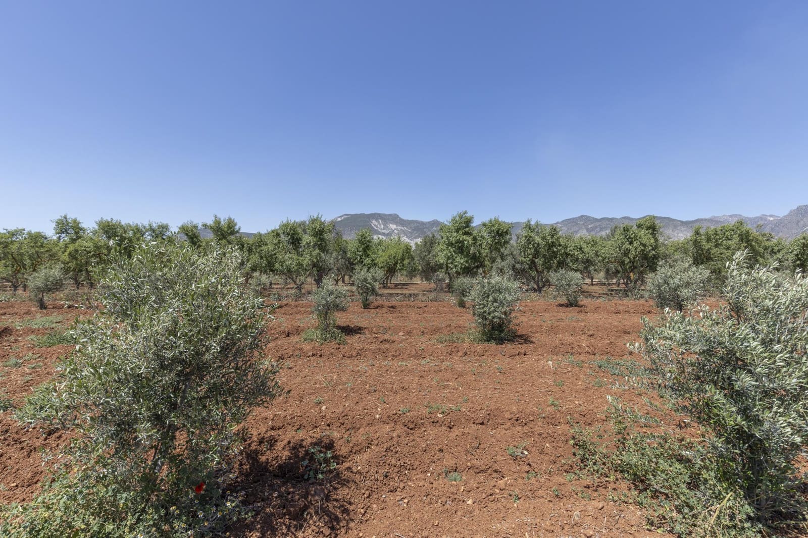 Mark till salu i Cozvijar - 31 500 € (Ref: 9403297)