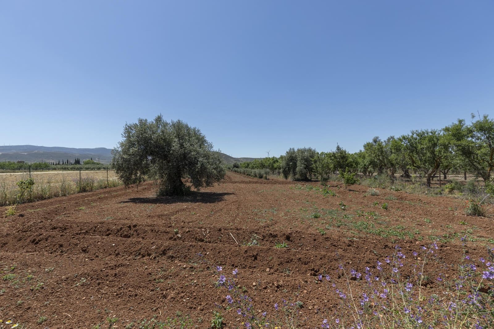 Mark till salu i Cozvijar - 31 500 € (Ref: 9403297)