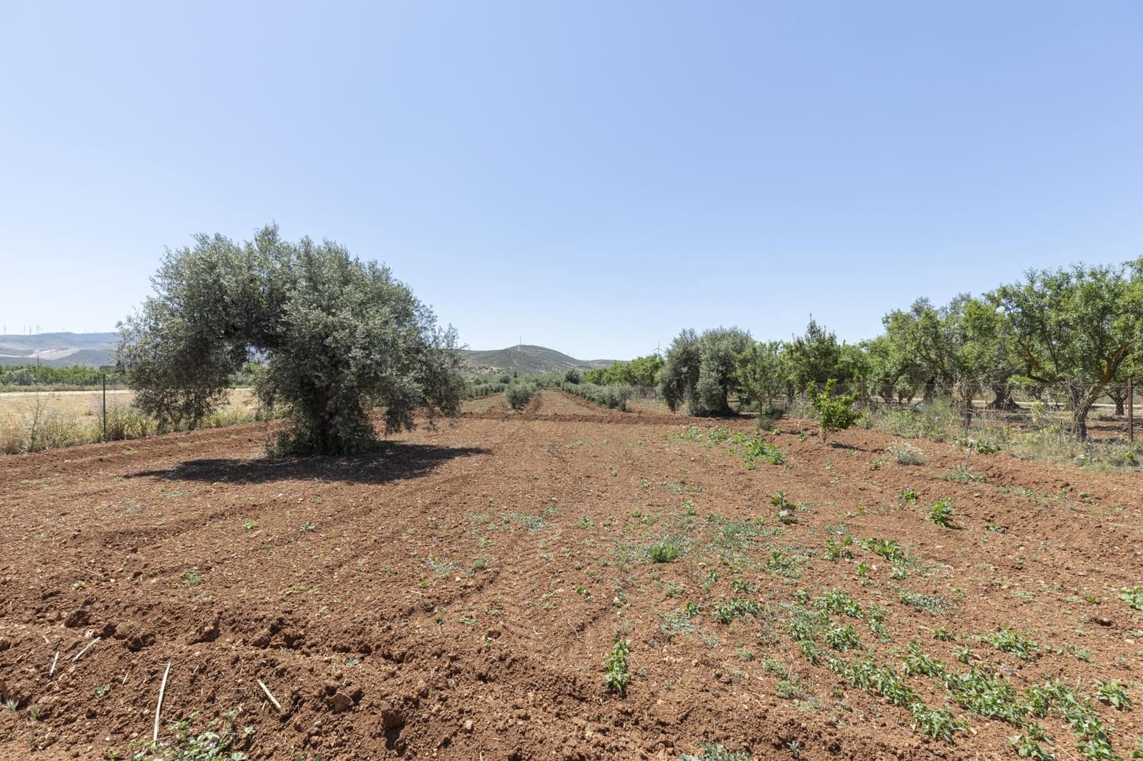 Mark till salu i Cozvijar - 31 500 € (Ref: 9403297)