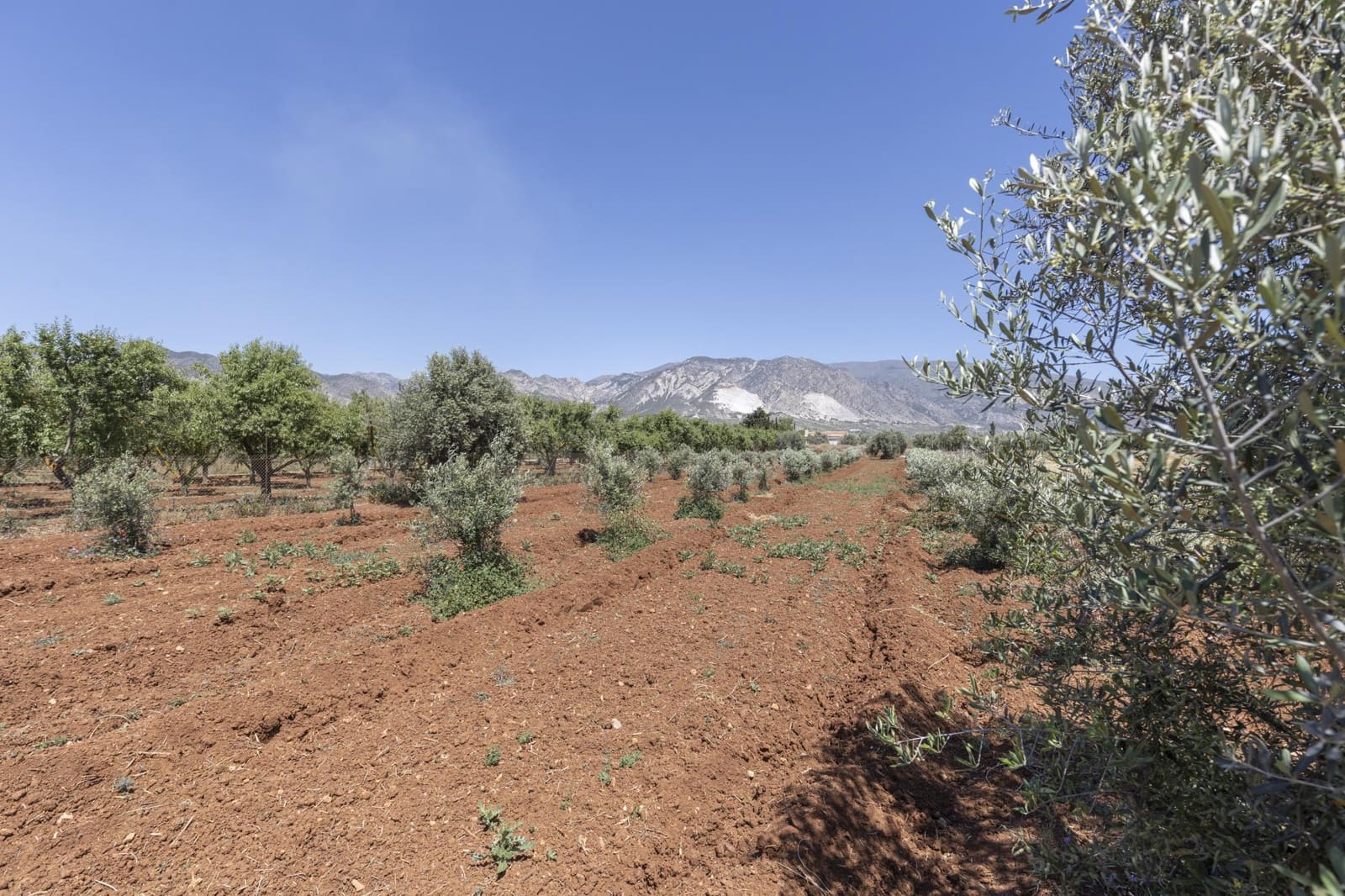 Mark till salu i Cozvijar - 31 500 € (Ref: 9403297)