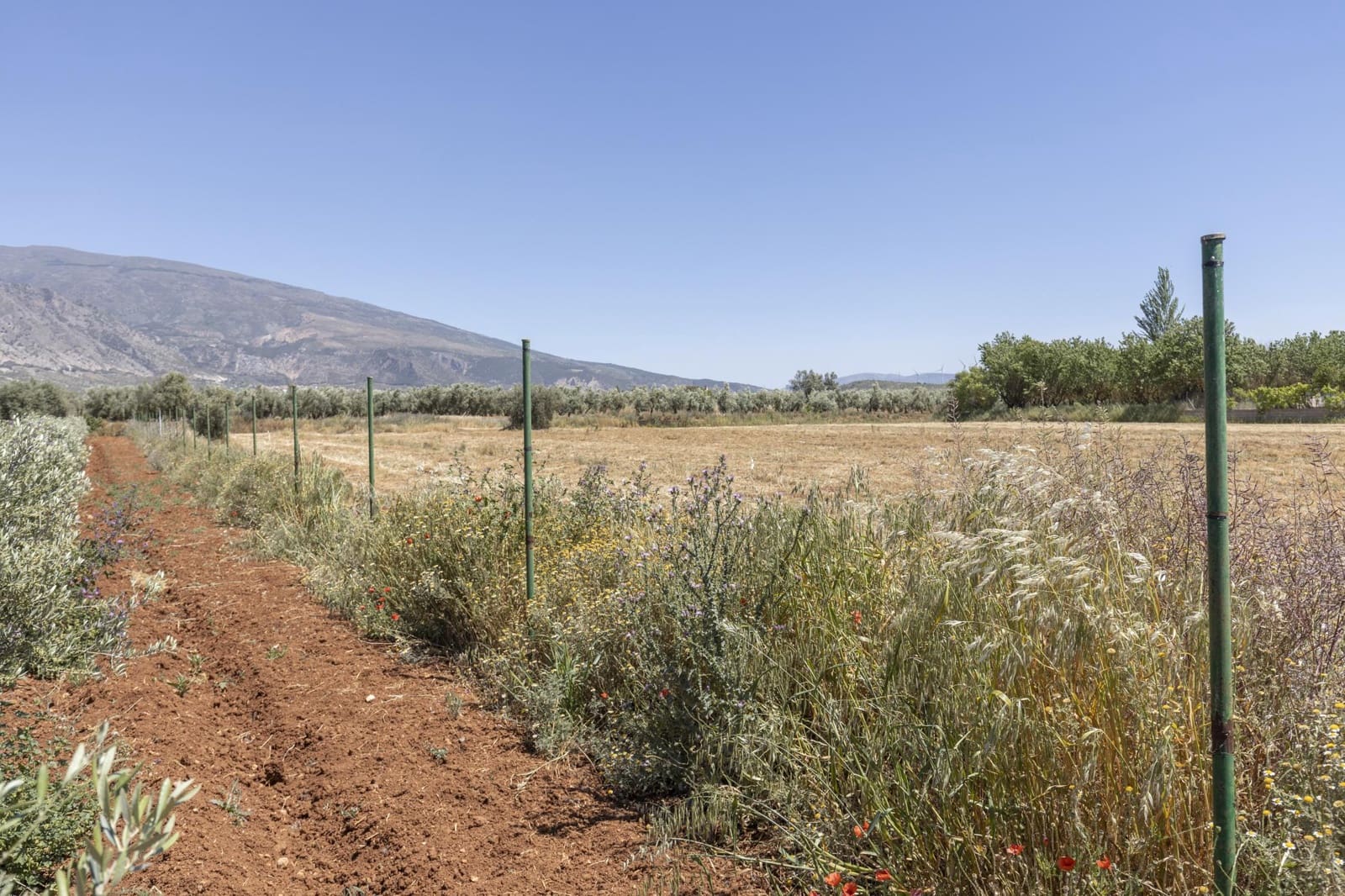 Mark till salu i Cozvijar - 31 500 € (Ref: 9403297)