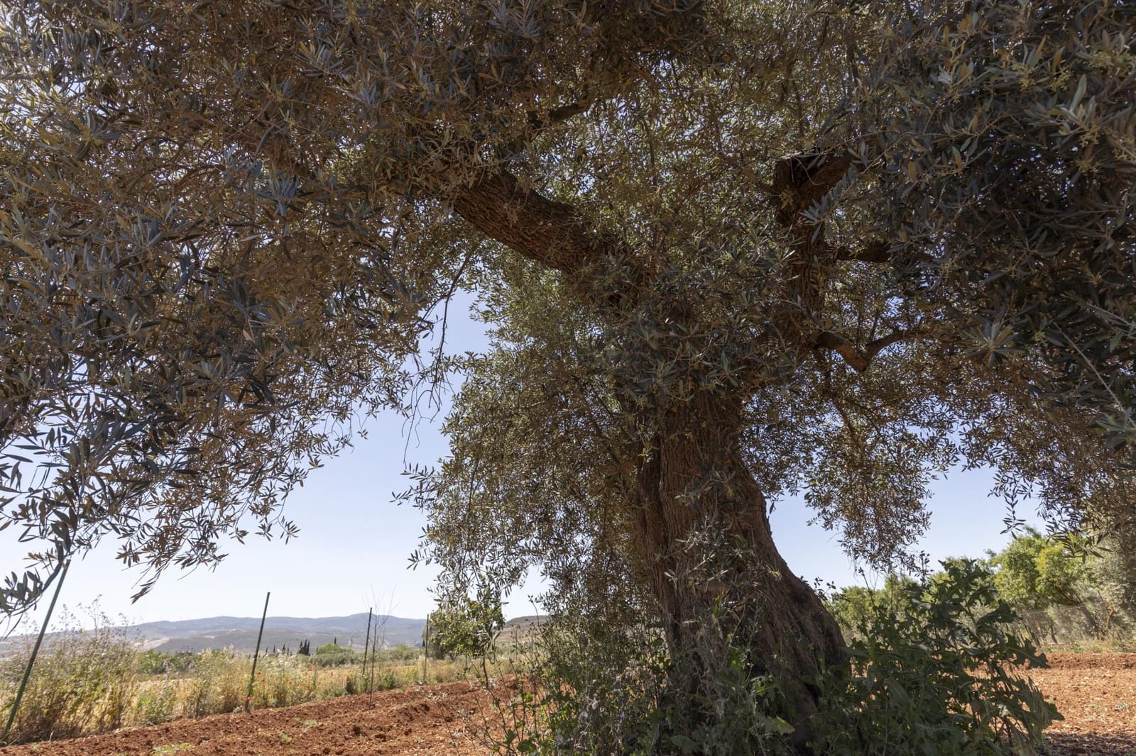 Mark till salu i Cozvijar - 31 500 € (Ref: 9403297)