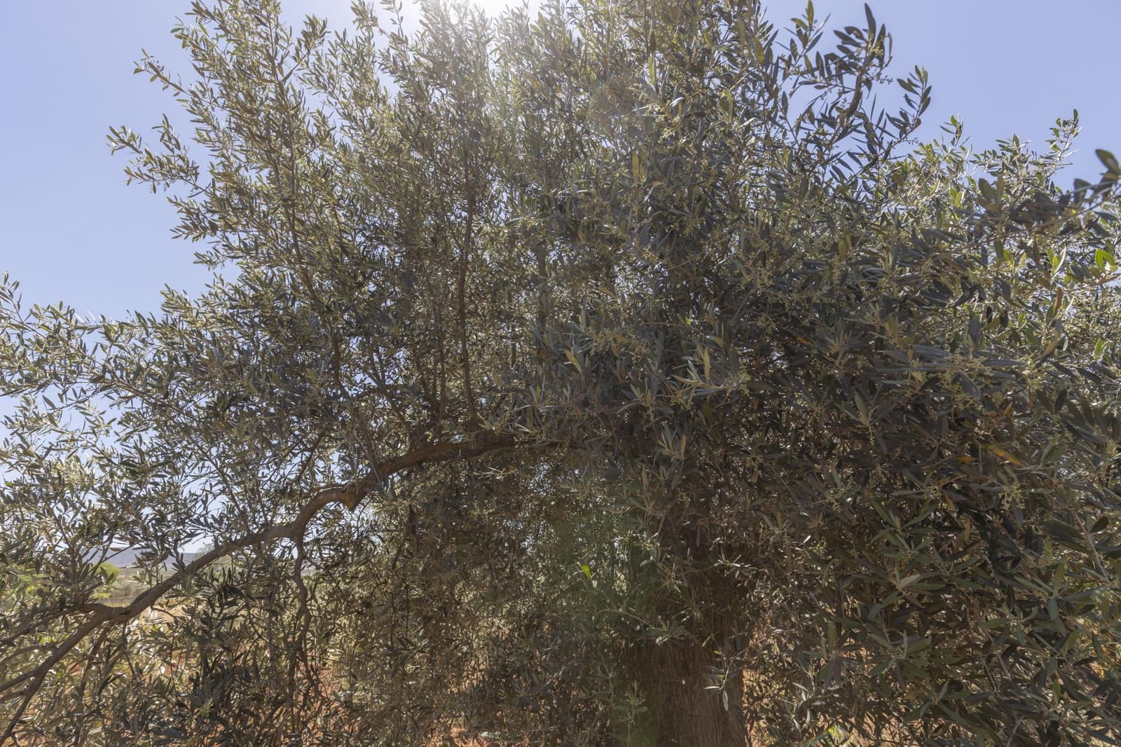 Mark till salu i Cozvijar - 31 500 € (Ref: 9403297)