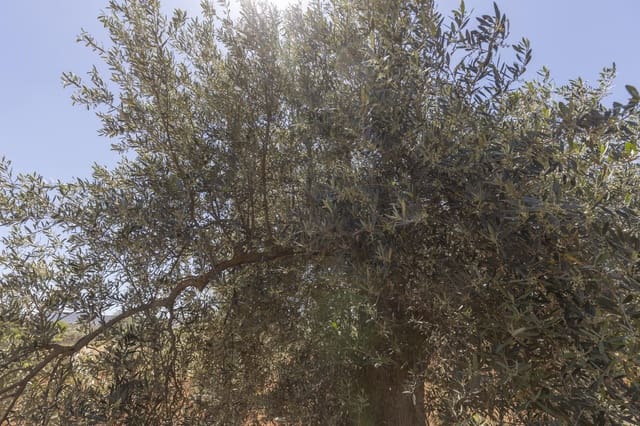 Grond te koop in Cozvijar, Villamena - € 31.500 (Ref: 9403297)