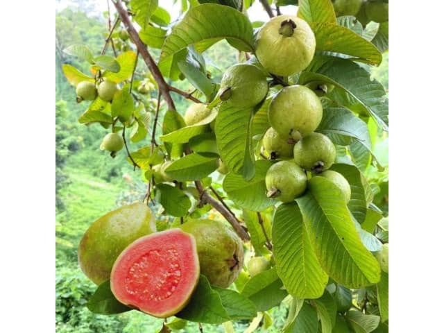 8 soveværelse Finca/Landehus til salg i La Esperanza, El Rosario med swimmingpool - € 649.000 (Ref: 9748149)