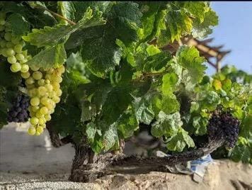 5 soveværelse Finca/Landehus til salg i Granadilla de Abona med swimmingpool - € 549.000 (Ref: 9748153)