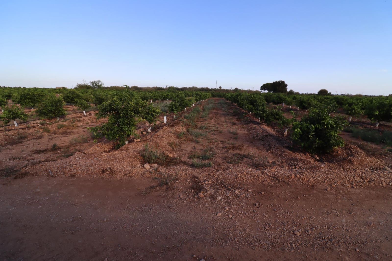 Terre non Aménagée à vendre à Vinaros - 60 000 € (Ref: 10059164)