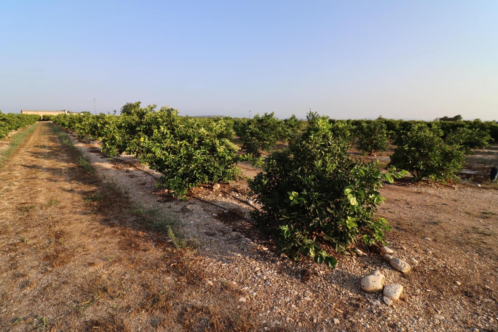 Terre non Aménagée à vendre à Vinaros - 60 000 € (Ref: 10059164)