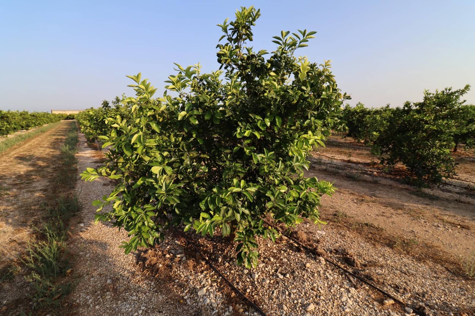 Terre non Aménagée à vendre à Vinaros - 60 000 € (Ref: 10059164)