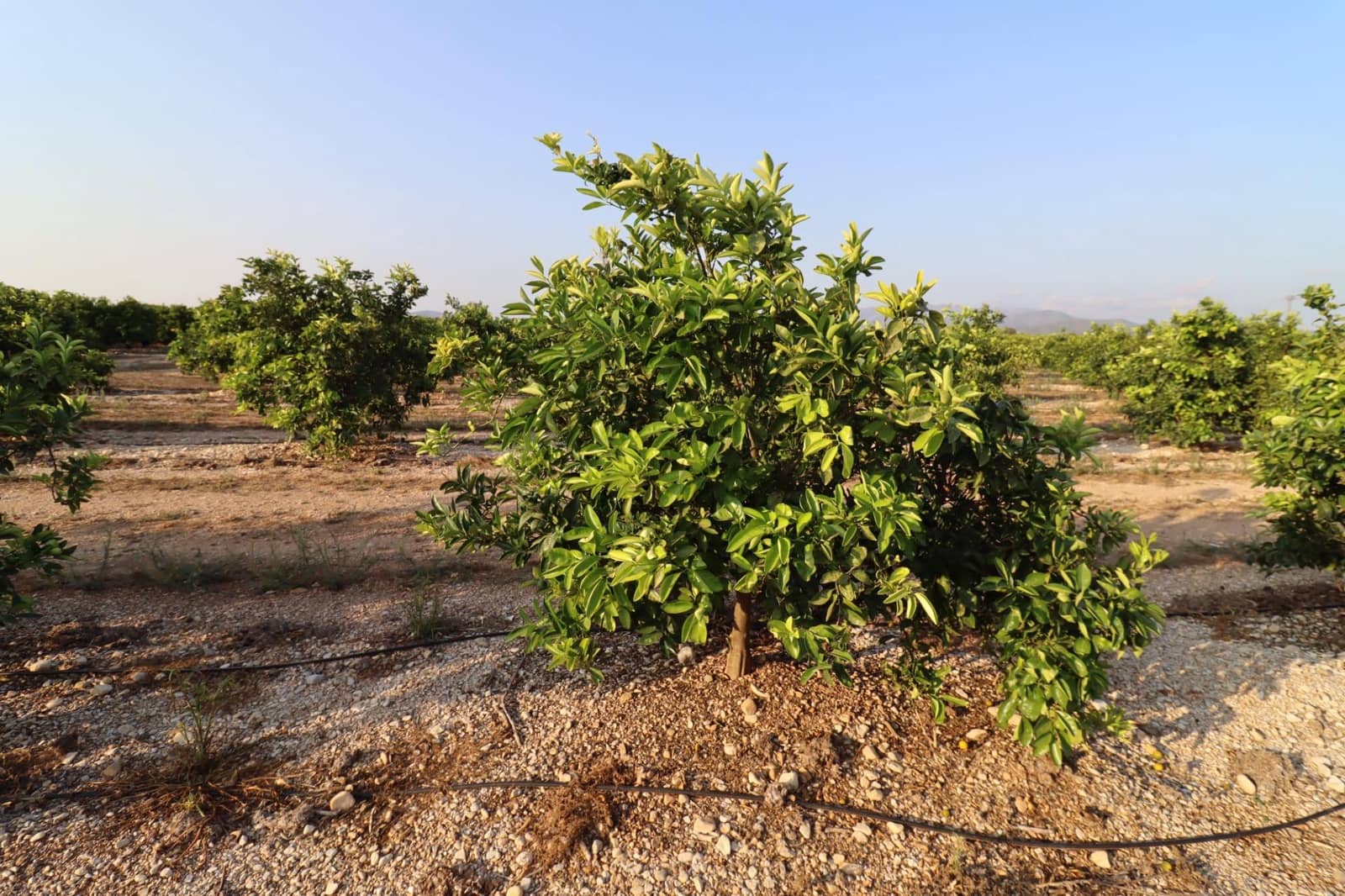 Terre non Aménagée à vendre à Vinaros - 60 000 € (Ref: 10059164)