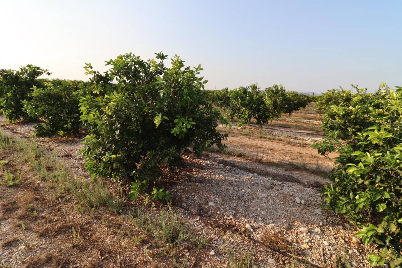 Terre non Aménagée à vendre à Vinaros - 60 000 € (Ref: 10059164)