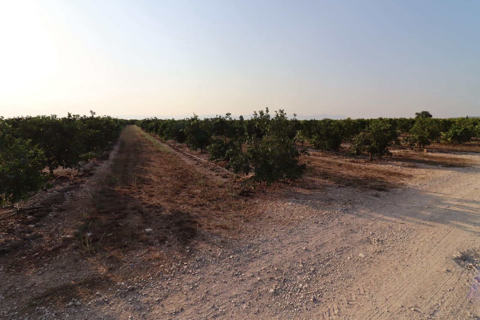 Terre non Aménagée à vendre à Vinaros - 60 000 € (Ref: 10059164)