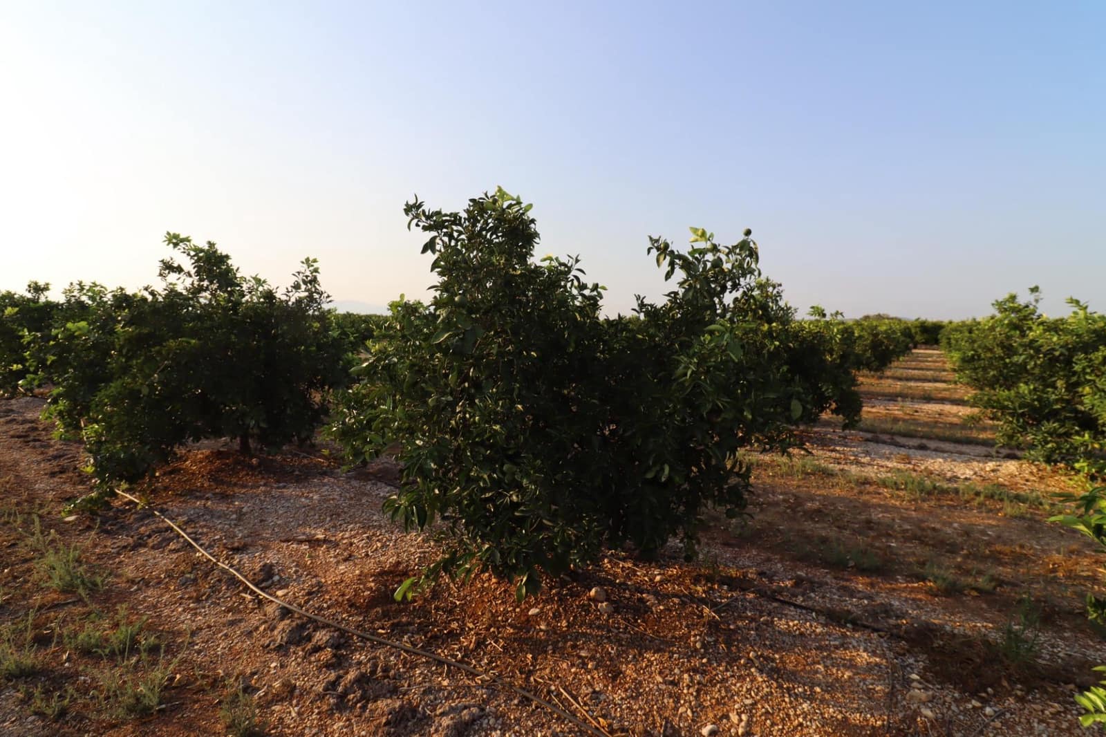 Terre non Aménagée à vendre à Vinaros - 60 000 € (Ref: 10059164)