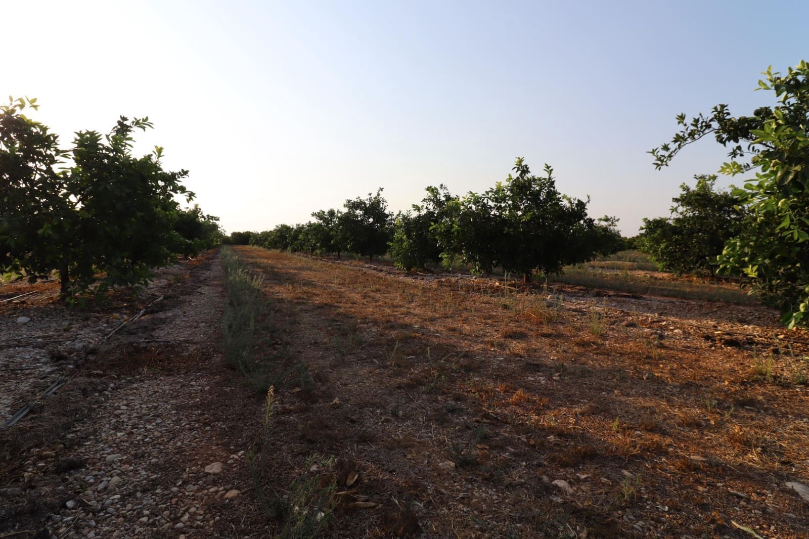 Terre non Aménagée à vendre à Vinaros - 60 000 € (Ref: 10059164)