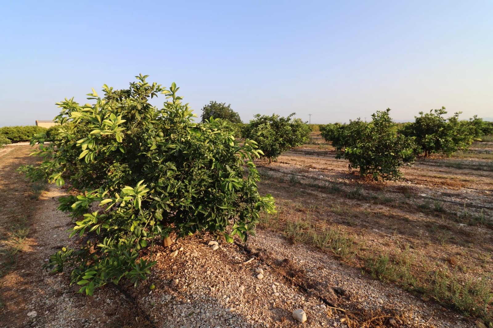 Terre non Aménagée à vendre à Vinaros - 60 000 € (Ref: 10059164)