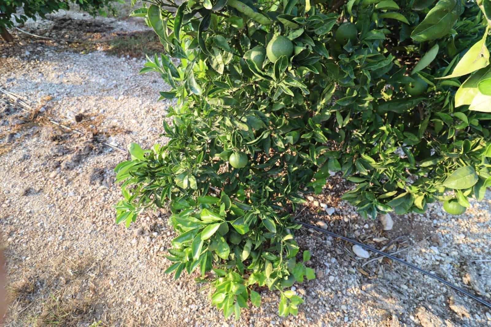 Terre non Aménagée à vendre à Vinaros - 60 000 € (Ref: 10059164)